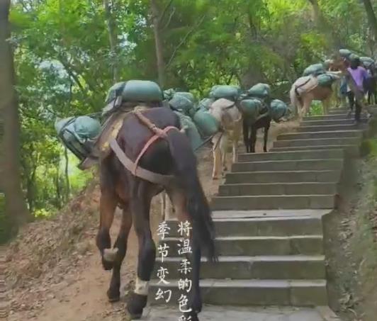 馬隊山區(qū)運輸