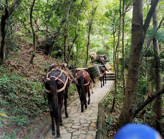 馬隊運輸電話