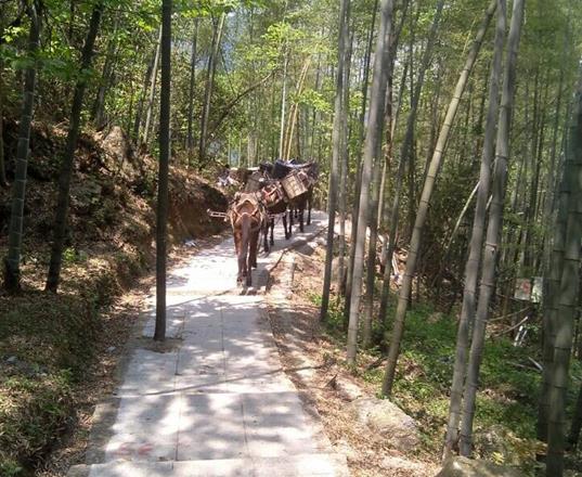 馬隊運輸公司